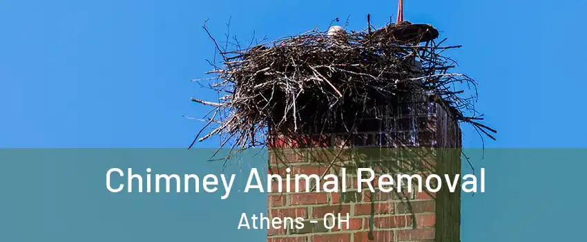  Chimney Animal Removal Athens - OH