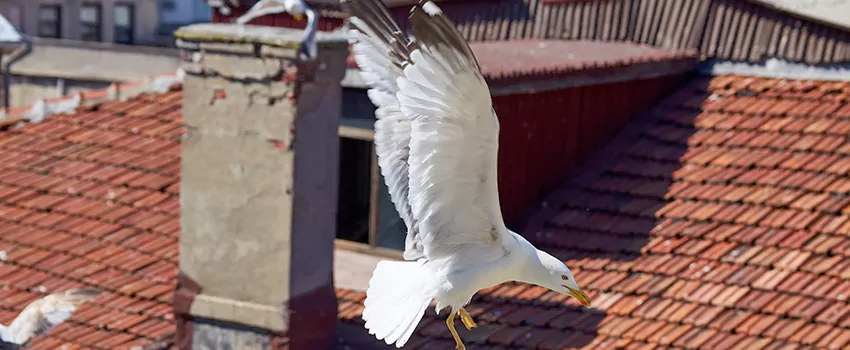 Residential Chimney Animal Removal Solution in Athens, OH
